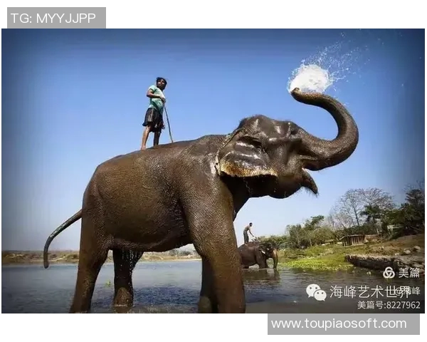 探索优雅的麋鹿世界与自然和谐共生的奇妙旅程